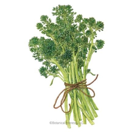 Aspabroc Broccolini
