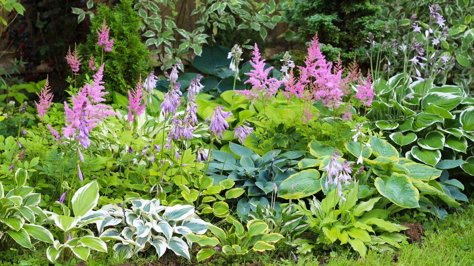 Feathery plumes of pink and light purple flowers rise above a diverse collection of large, textured leaves ranging in shades from light green to blue-green and variegated patterns.