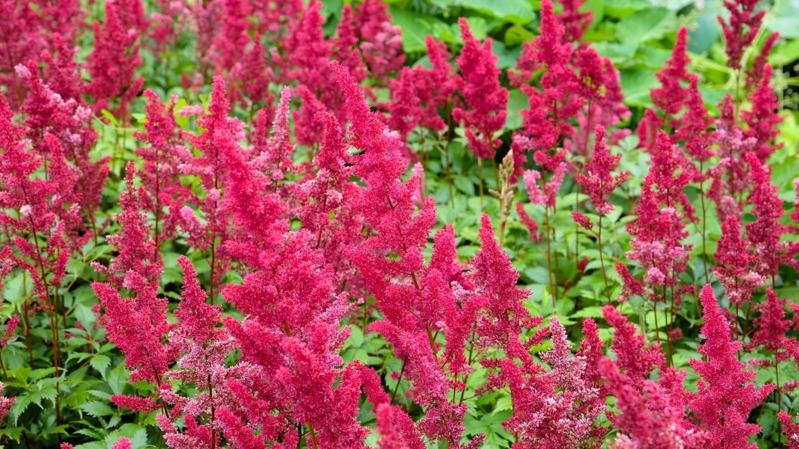 Numerous feathery plumes of deep pink to red blossoms rise above green, fern-like foliage, creating a soft, textural display.
