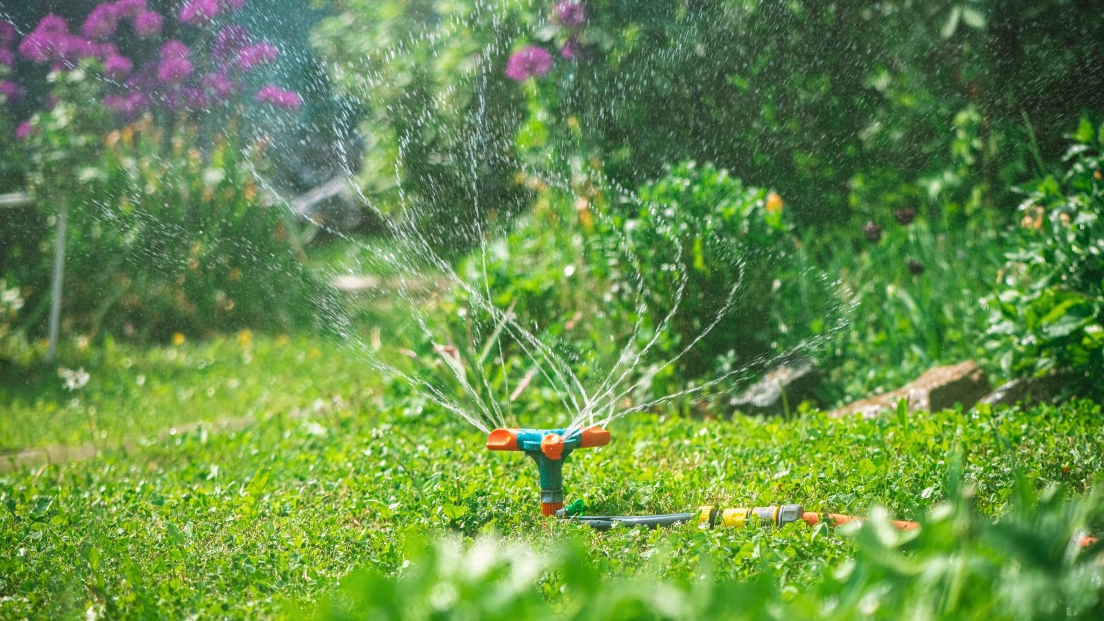 A blooming garden with a green lawn and various shrubs and plants is watered with a smart automated sprayer under the bright sun.