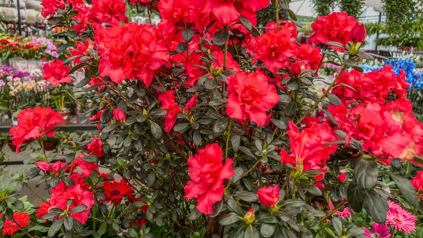 Clusters of bright red blooms contrast against dense, glossy green leaves on a compact, bushy shrub.
