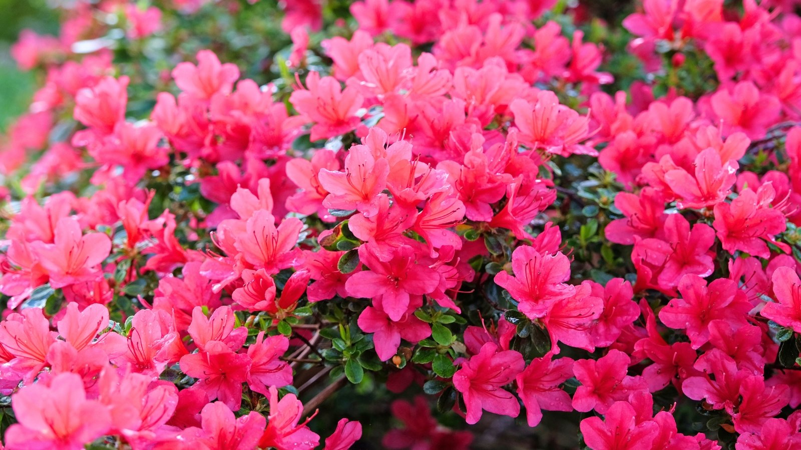 Vibrant magenta-pink blossoms cover the compact shrub, contrasting with its small, glossy green leaves.