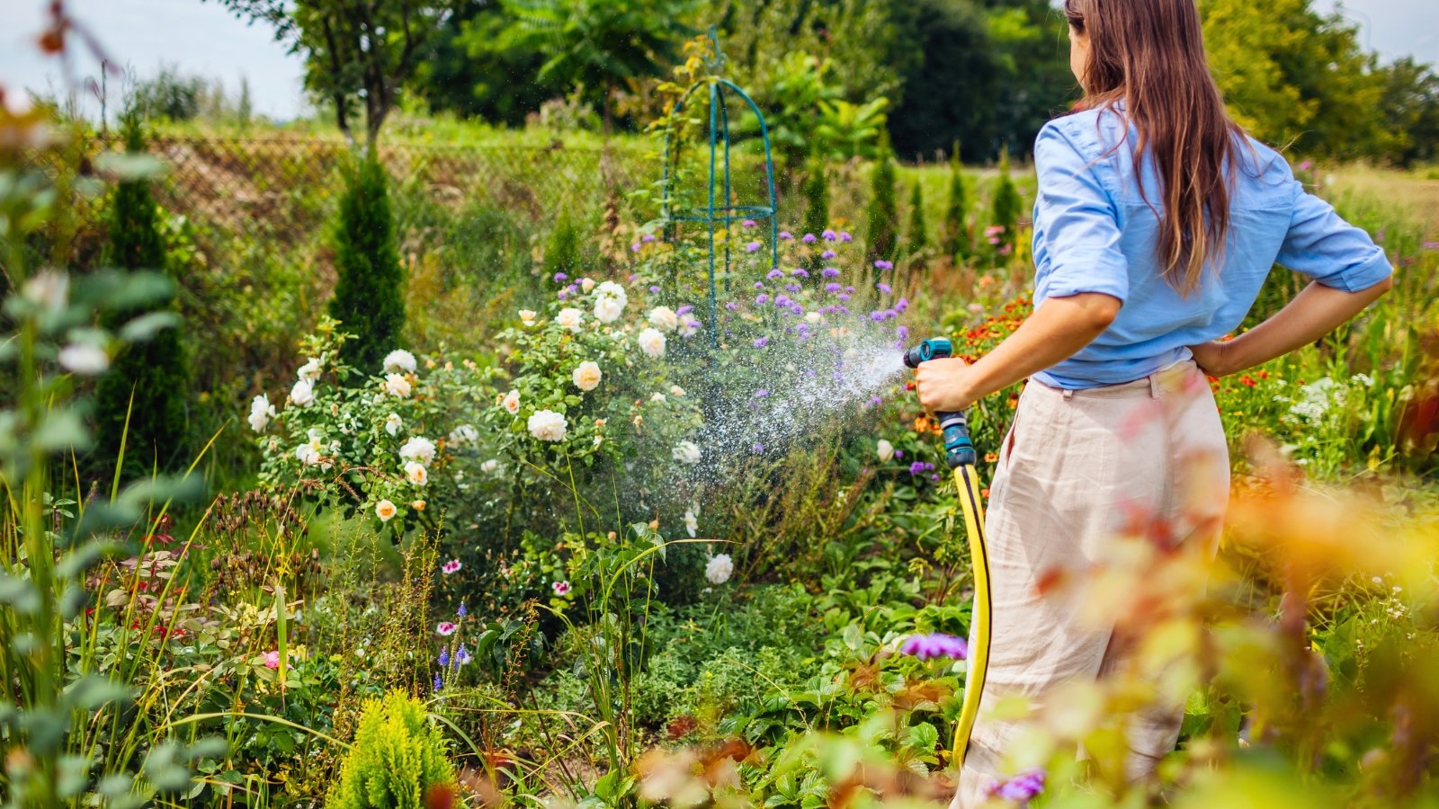 Young woman in linen pants and blue shirt watering summer blooming garden using hose in sunny garden.