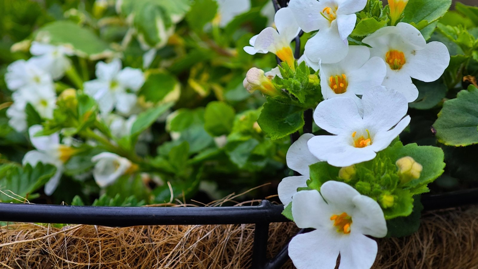 Close-up of delicate white five-petaled flowers with orange-yellow centers, emerging from green foliage in a brown woven basket.