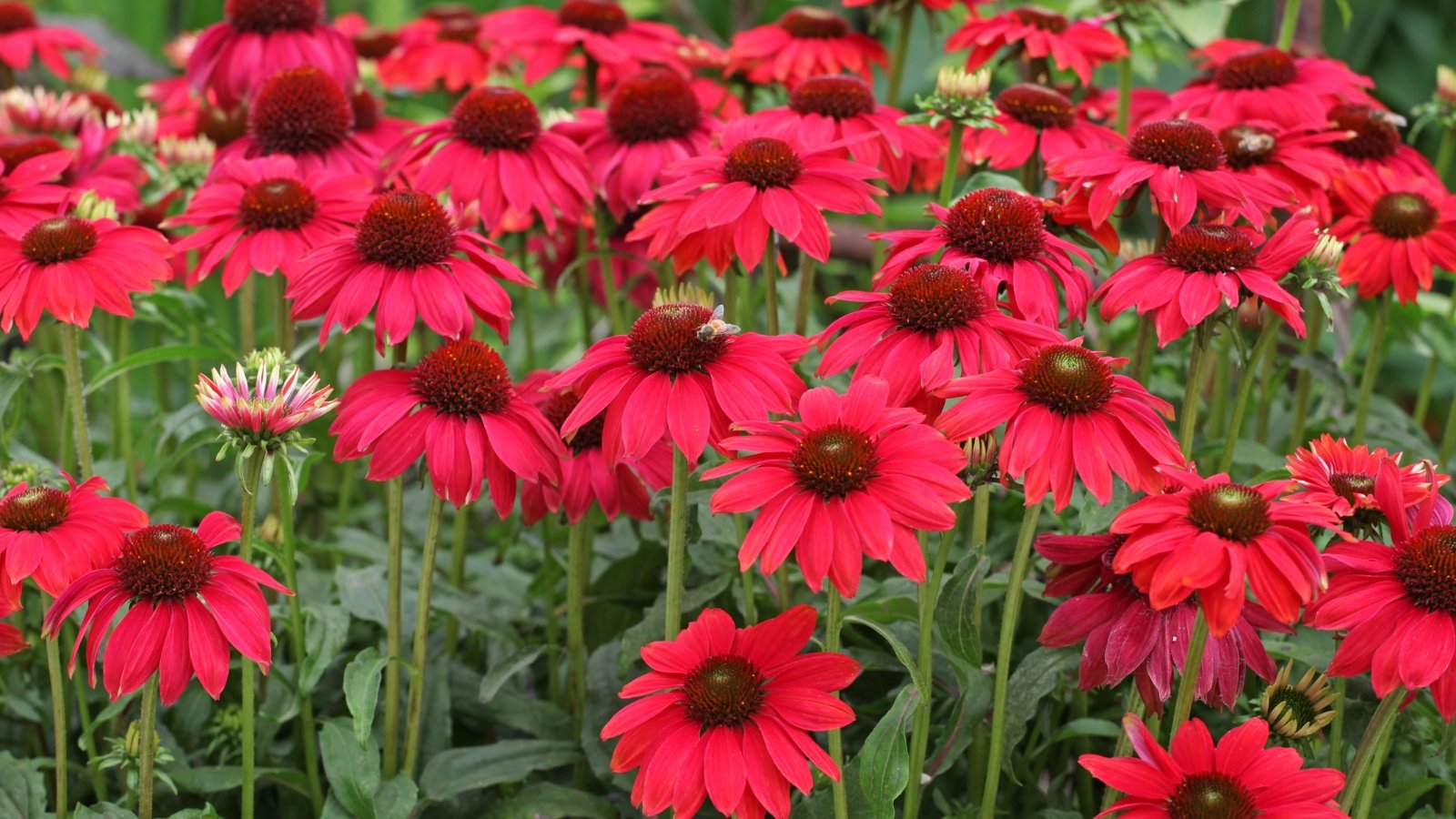 Deep reddish-pink petals frame a dark cone on strong stems lined with narrow, coarse dark green leaves.
