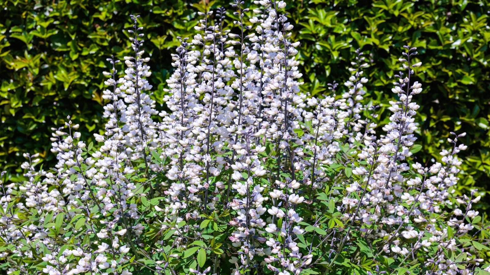 A bushy plant features numerous upright spikes of small, creamy white flowers with some purple tints, emerging from a base of green foliage.