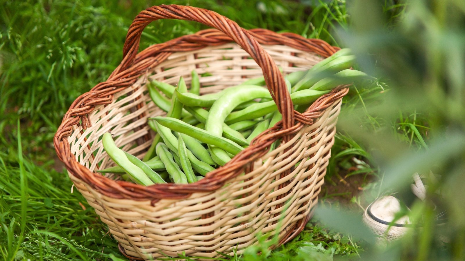 A woven basket brims with freshly picked, slender green beans, their smooth pods slightly curved and vibrant in color.
