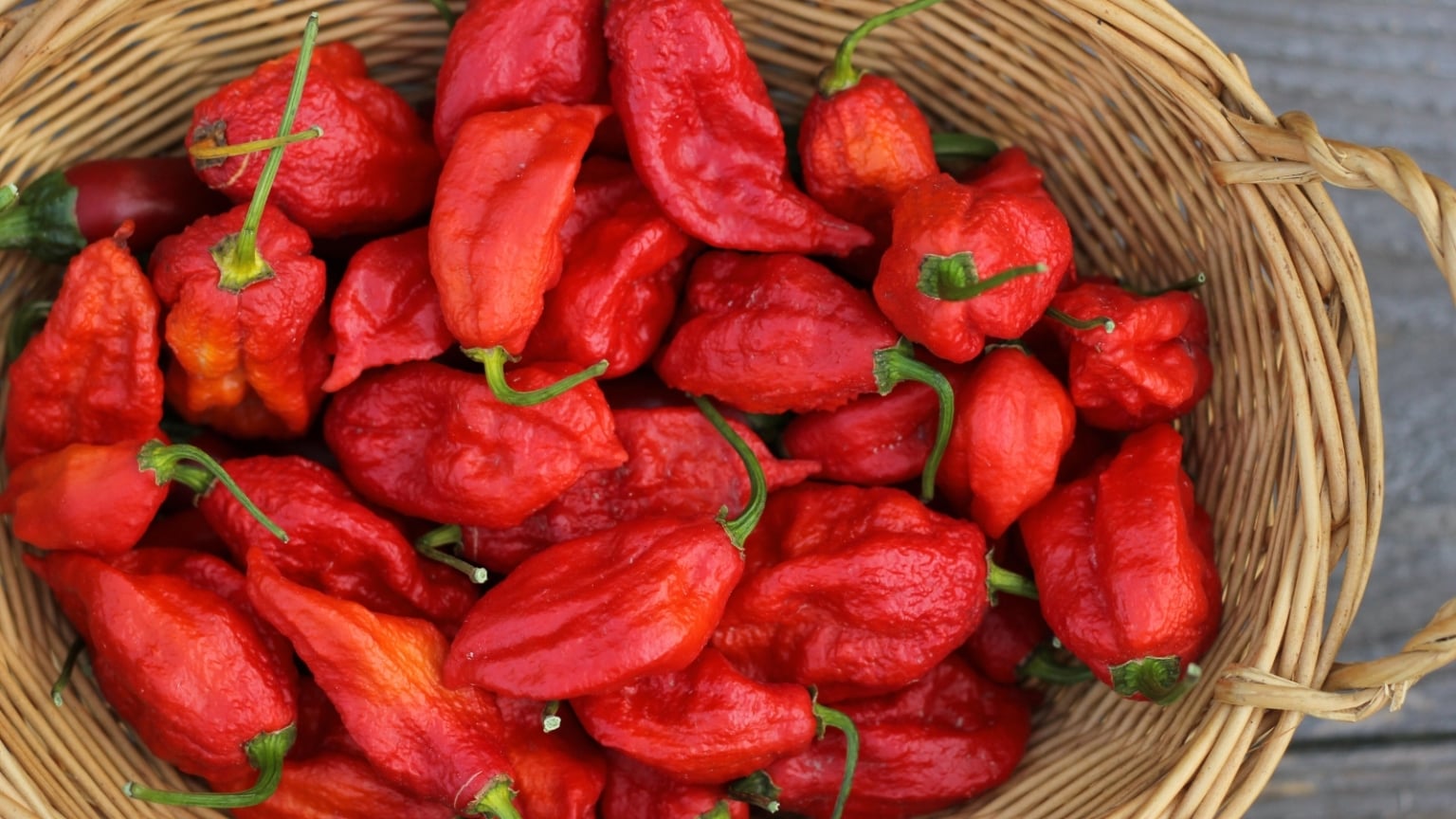 Ghost Pepper Roots How to Plant, Grow, and Care For Ghost Peppers
