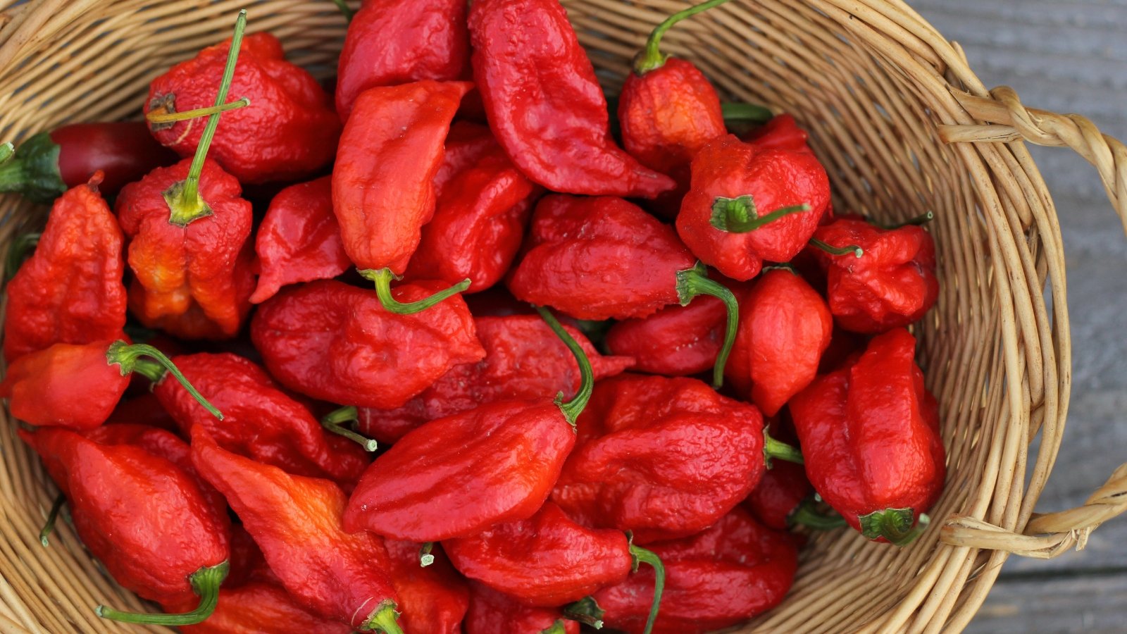 A woven basket filled with wrinkled, glossy Bhut Jolokia chili peppers in shades of red, showing their elongated, curved shape and pointed tips.