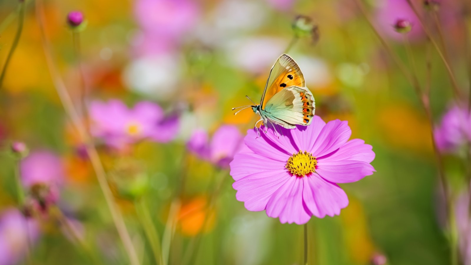 A delicate butterfly in cream, orange, black, and brown hues rests on a beautiful pink flower with feathery foliage and a golden-yellow center.