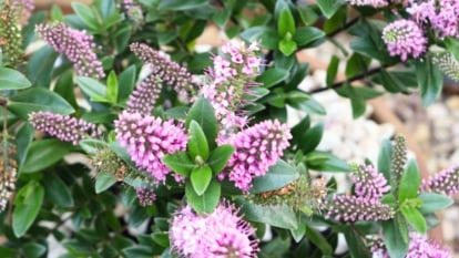 Rounded bushy form covered in small, oval leaves and upright clusters of soft pink blooms.