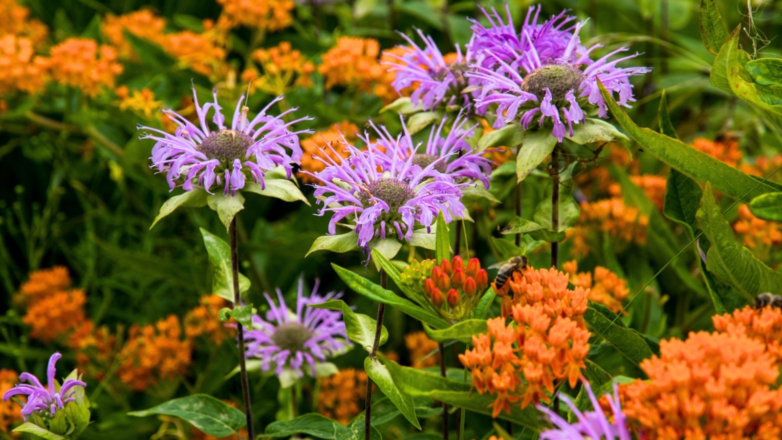 Shaggy, lavender-purple flowers with spiky centers are prominent among a blurred background of orange, tightly clustered buds and open blossoms.