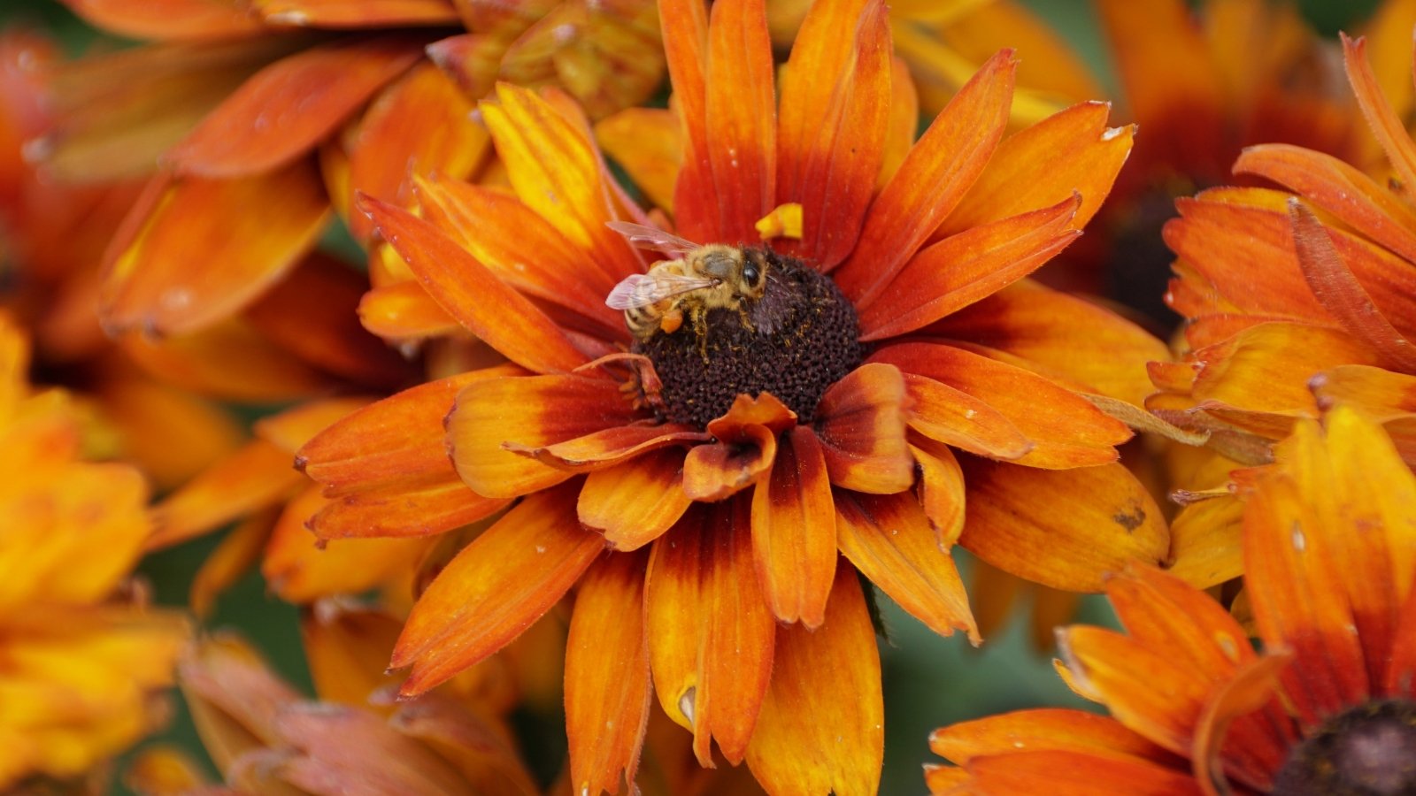 A small fluffy bee sits on a large semi-double flower with several layers of fiery red petals.