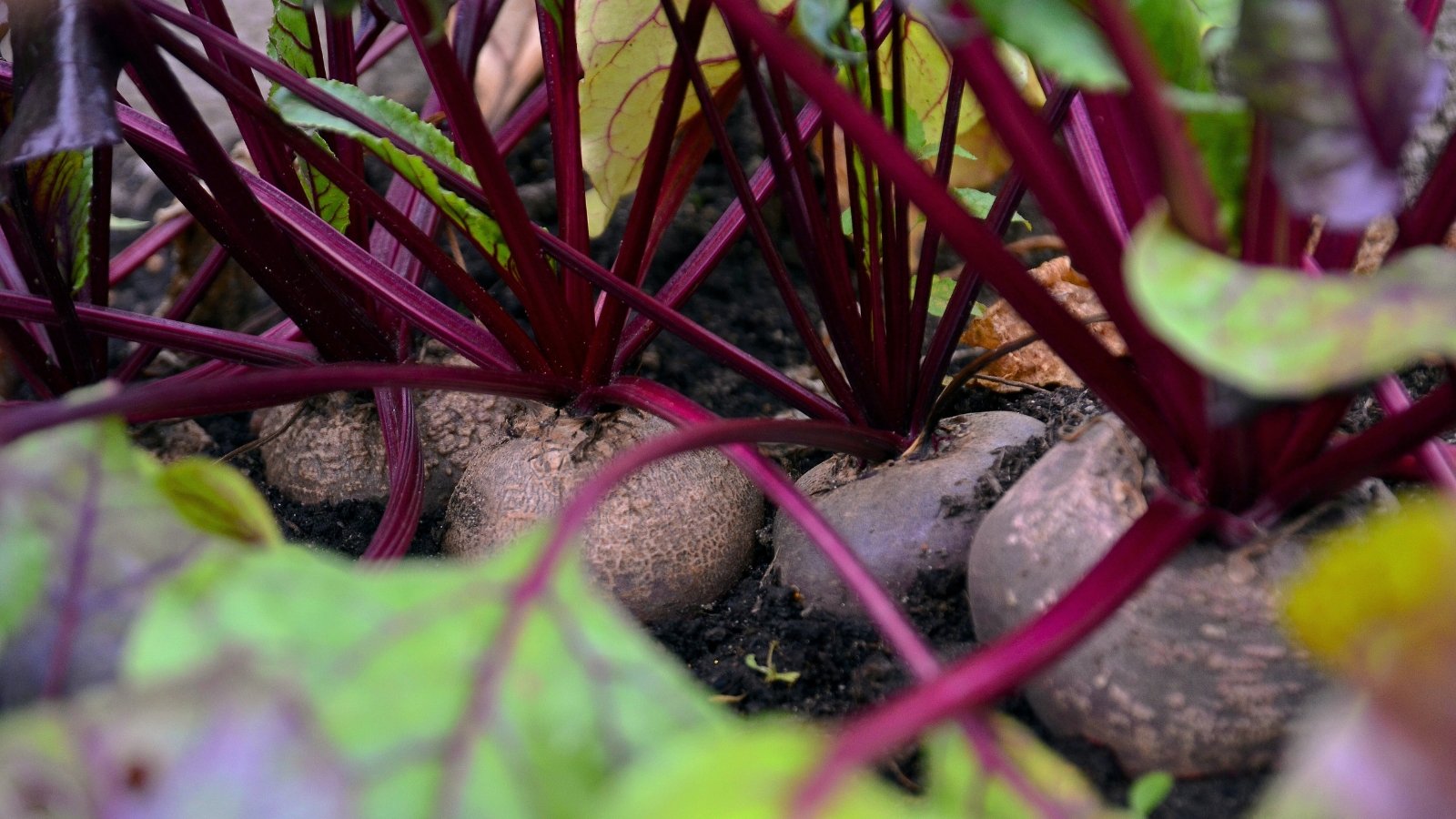 Beets with broad green leaves and reddish stems grow in neat rows, their round roots partially visible in the soil.
