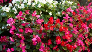 How to Plant, Grow, and Care For Begonias