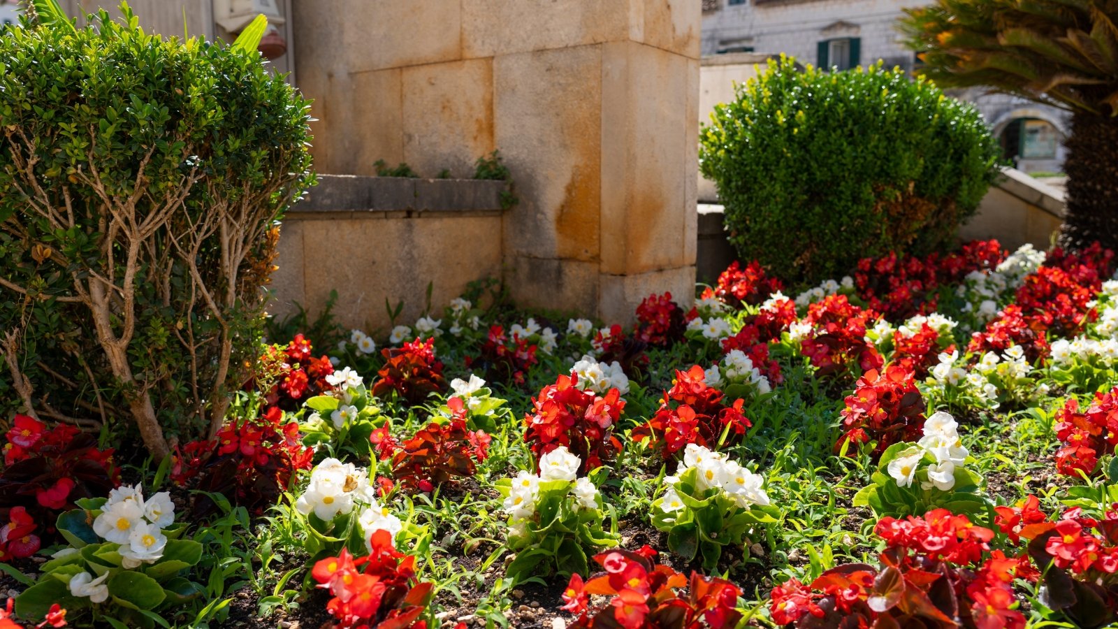 Low-growing red and white begonias bloom in a bed in a sunny garden with boxwood bushes under a rocky fence, creating light shade.