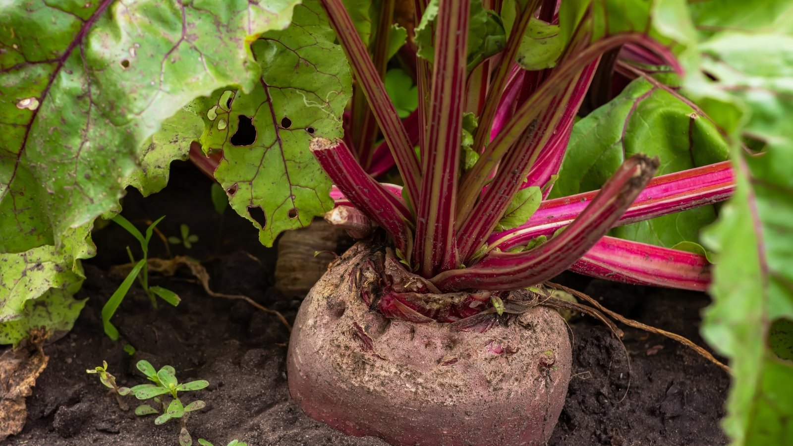 Broad, veined leaves with red stems rise above a round, deep-purple root pushing up from dark soil.