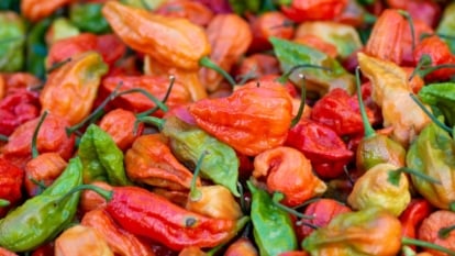 A colorful pile of wrinkled, glossy ghost peppers in green, red, and orange, showing their elongated, tapered, and slightly curved shapes.