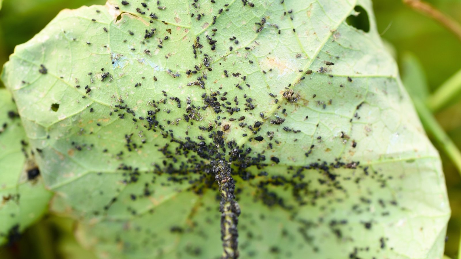 Black bean aphids on the underside of a pale green, round leaf.