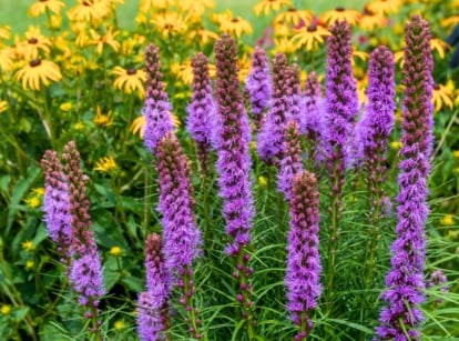 Tall, spiky columns of vibrant purple, feathery flowers stand prominently against a backdrop of numerous bright yellow, daisy-like blossoms with dark centers, both are plants that thrive in poor soil