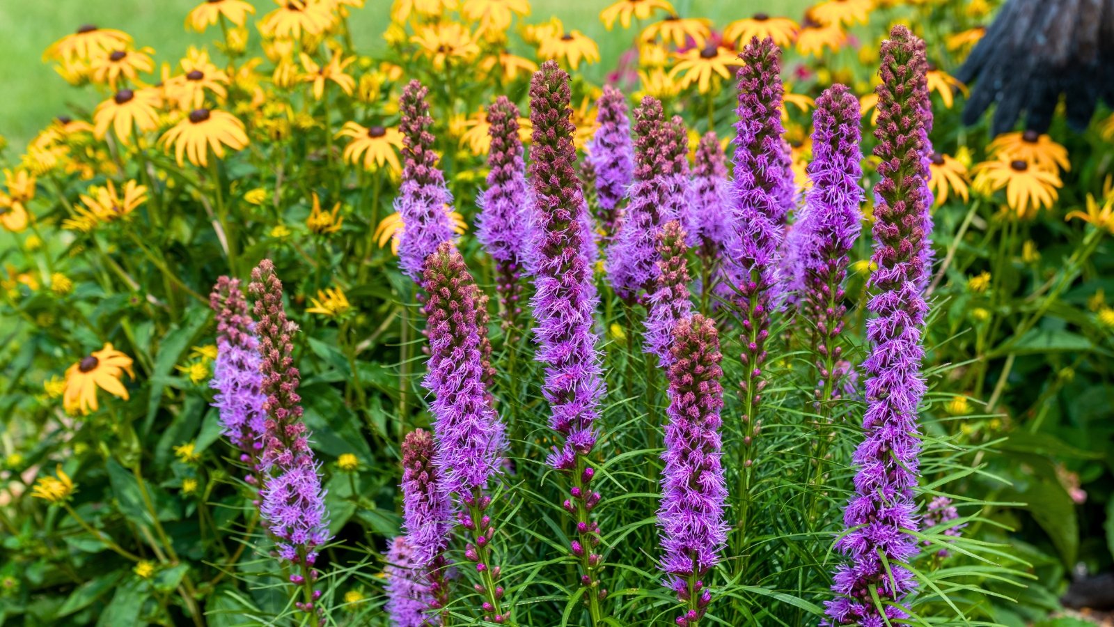 Tall, spiky columns of vibrant purple, feathery flowers stand prominently against a backdrop of numerous bright yellow, daisy-like blossoms with dark centers.