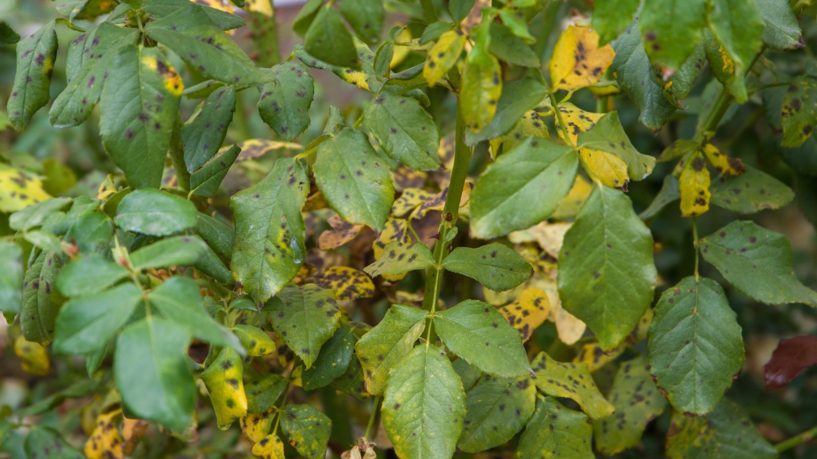 Dark circular spots with yellowing edges appear on the jagged green leaves of a rose bush affected by black spot disease.
