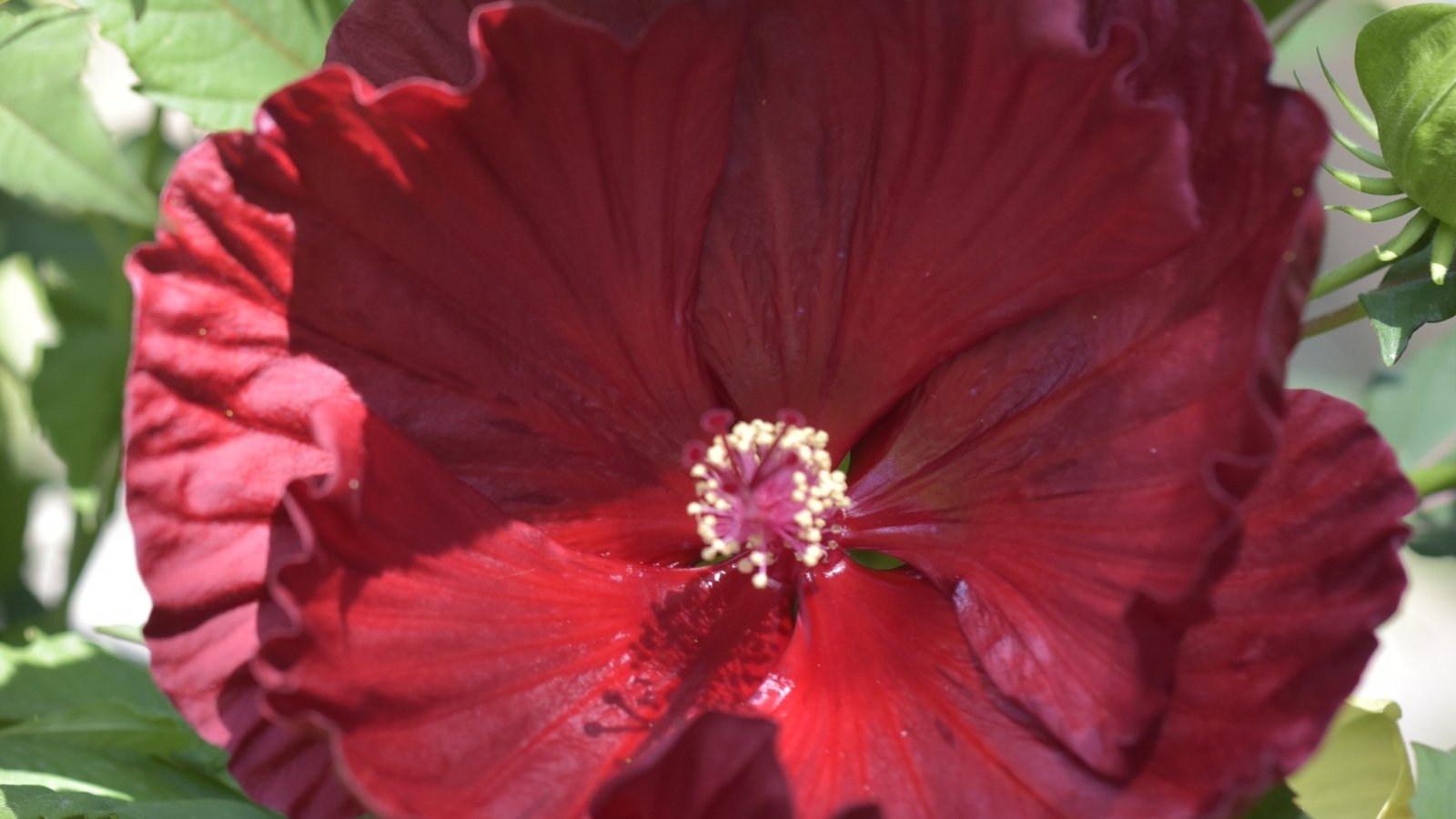 Large, ruffled deep burgundy flower stands out above dark green, lobed leaves with a tropical texture.
