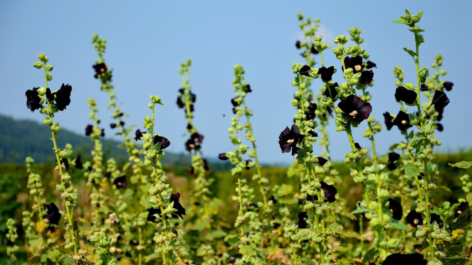 A field of tall, slender plants with numerous dark, almost black, single flowers against a clear blue sky.