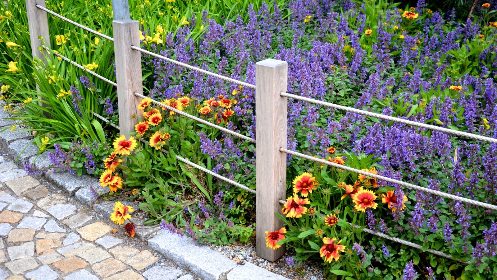 Bright orange and yellow daisy-like flowers with serrated petals and dark centers are scattered among a mass of small, delicate purple blossoms.