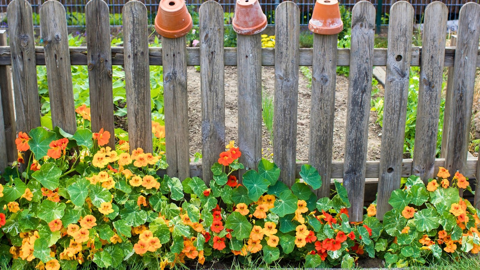 Blooming nasturtium plants display vibrant orange and yellow flowers nested among rounded green leaves with a central vein pattern, growing in a row under a vegetable garden fence.