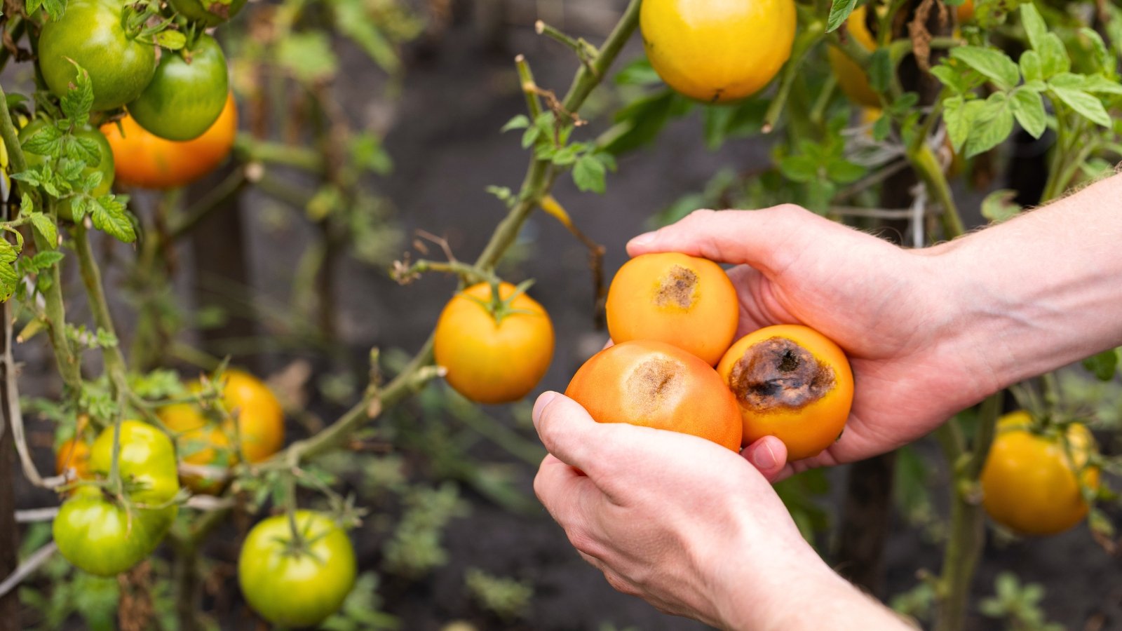 A gardener holds freshly harvested yellow tomatoes showing dark, sunken spots at the blossom end, a sign of blossom end rot disease.