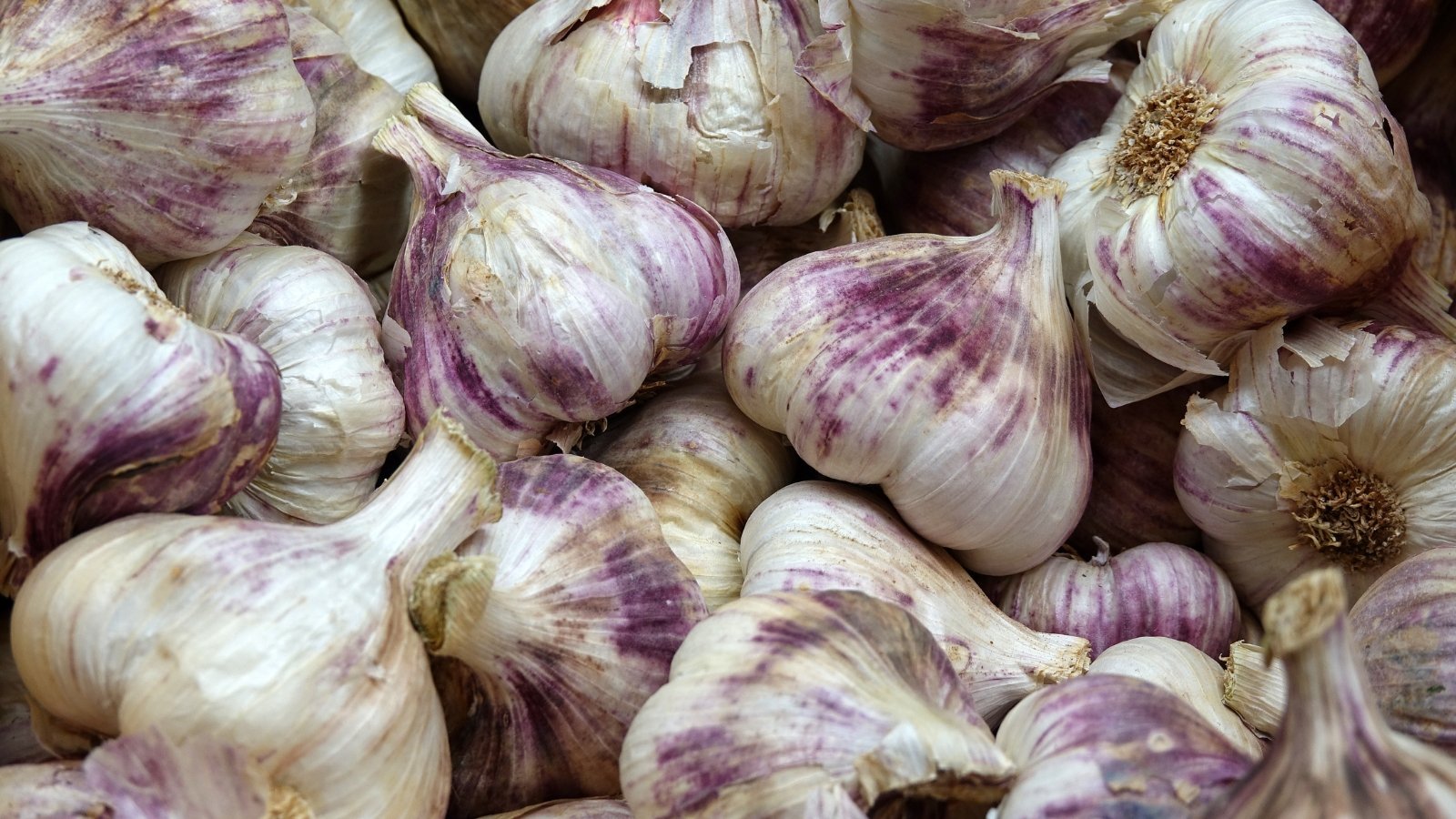 Thick, white-skinned bulbs with rosy purple stripes and bold, upright necks.