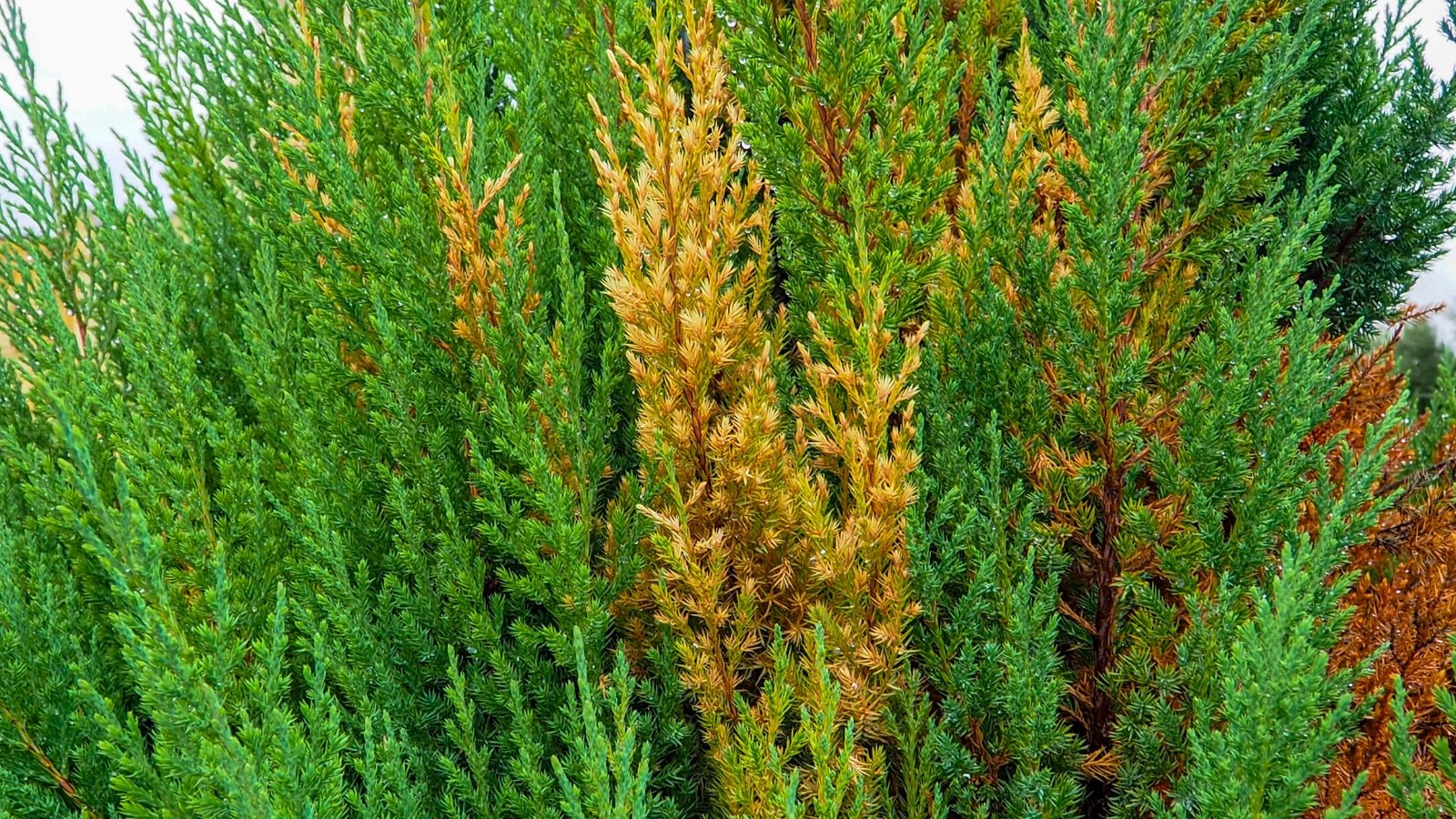 A vertical close-up of dense, needle-like foliage showing alternating sections of vibrant green and golden-brown.