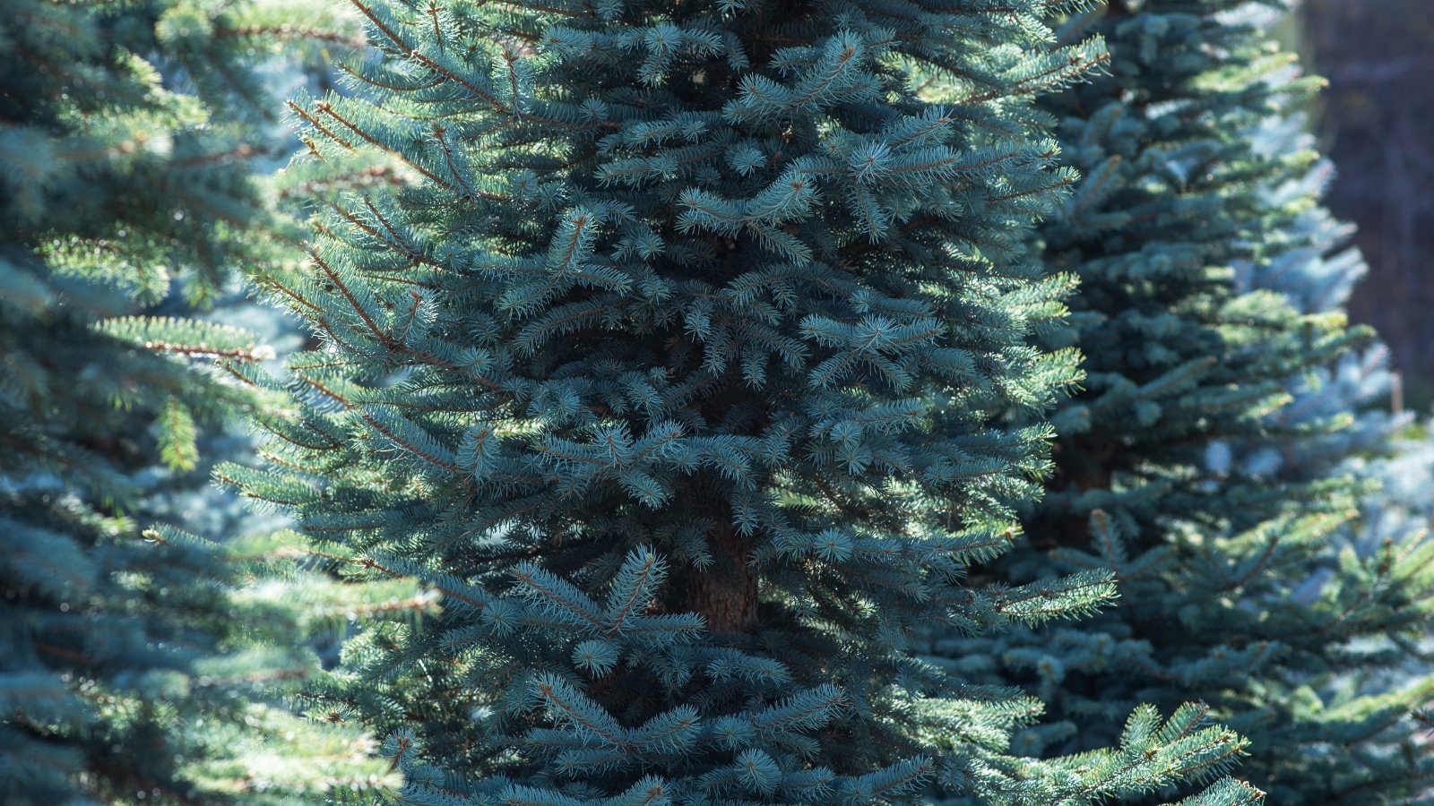 Tall conical evergreens with stiff, sharp blue-green needles densely covering upward-curving branches.