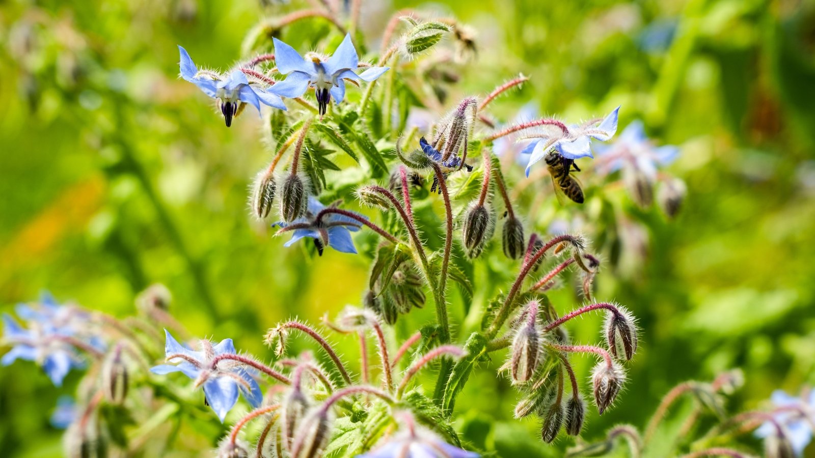 Blooming plant with star-shaped blue flowers, fuzzy stems, and large, wrinkled green leaves with a silvery sheen.