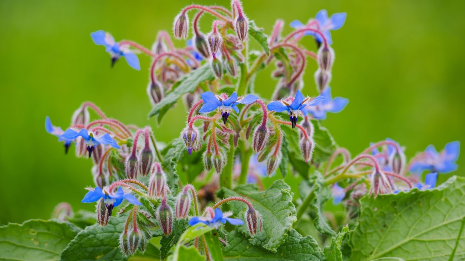 Coarse, fuzzy stems support blue star-shaped flowers and large, wrinkled leaves with jagged edges.