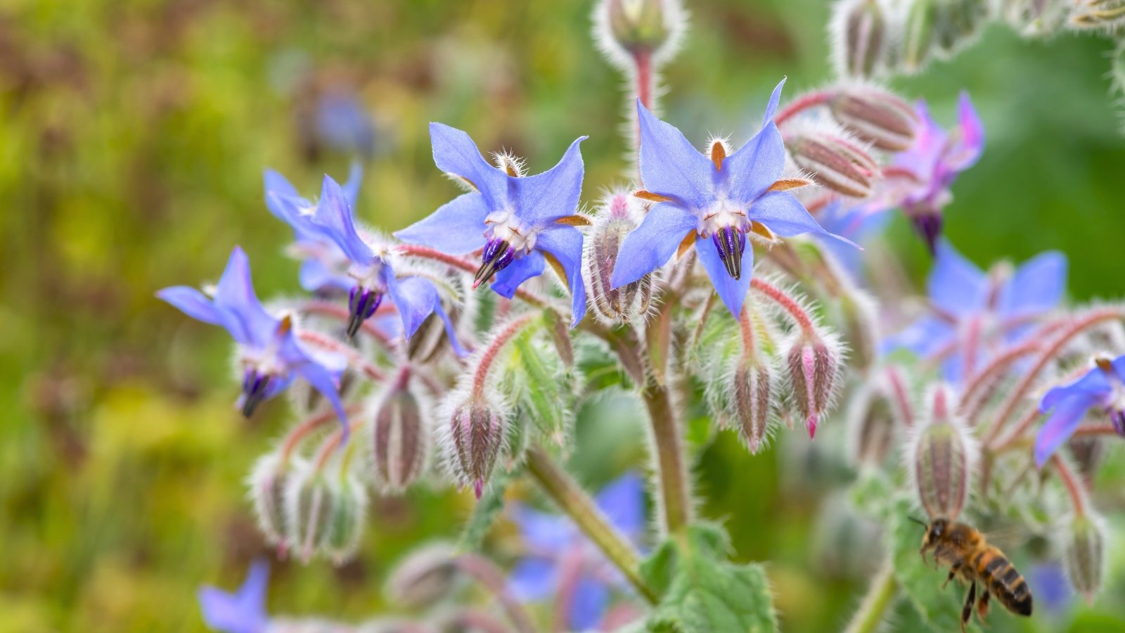 A cluster of bright blue, star-shaped flowers with dark centers and fuzzy stems, with a bee hovering nearby.