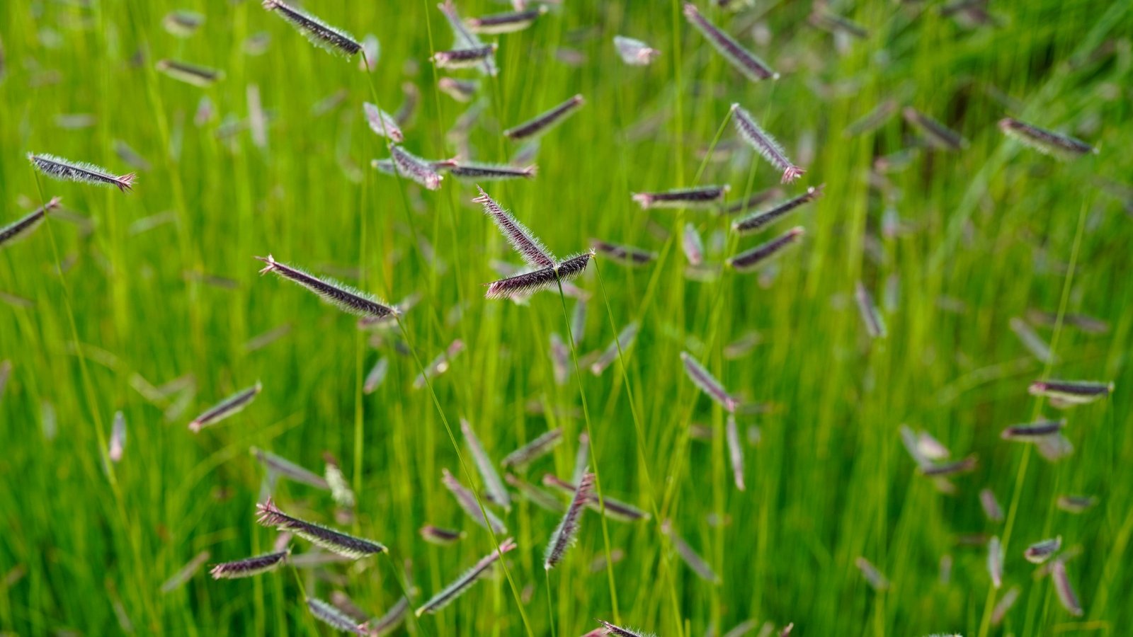 Close-up of slender green grass with numerous horizontal, comb-like, fuzzy purple and white seed heads.