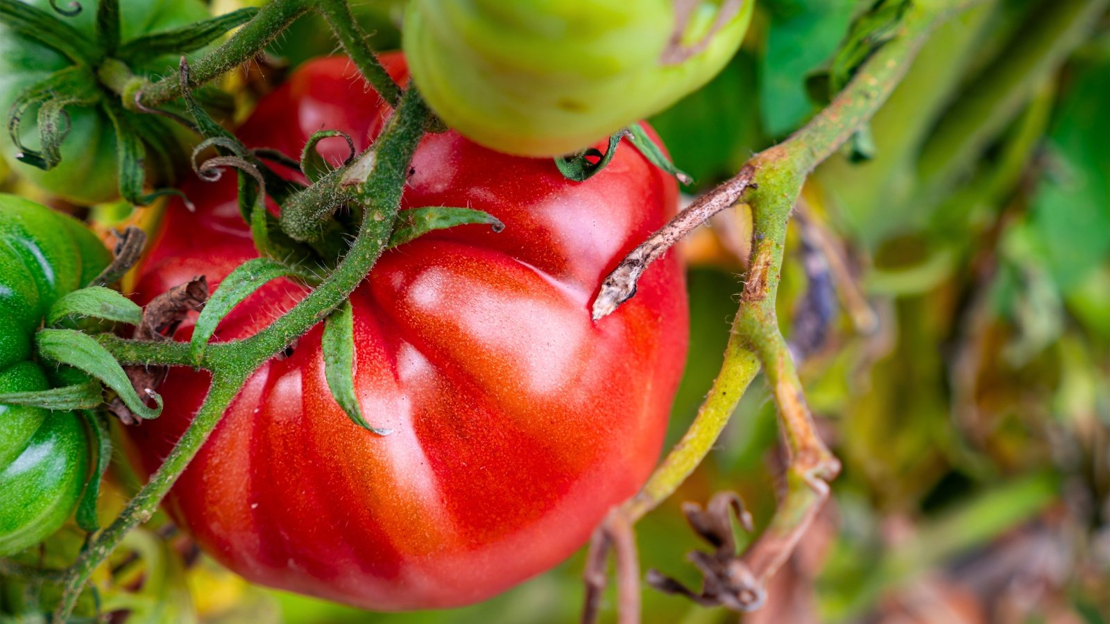 A large, ripe, ribbed red fruit hangs amidst green leaves and unripe green fruits on a branch.