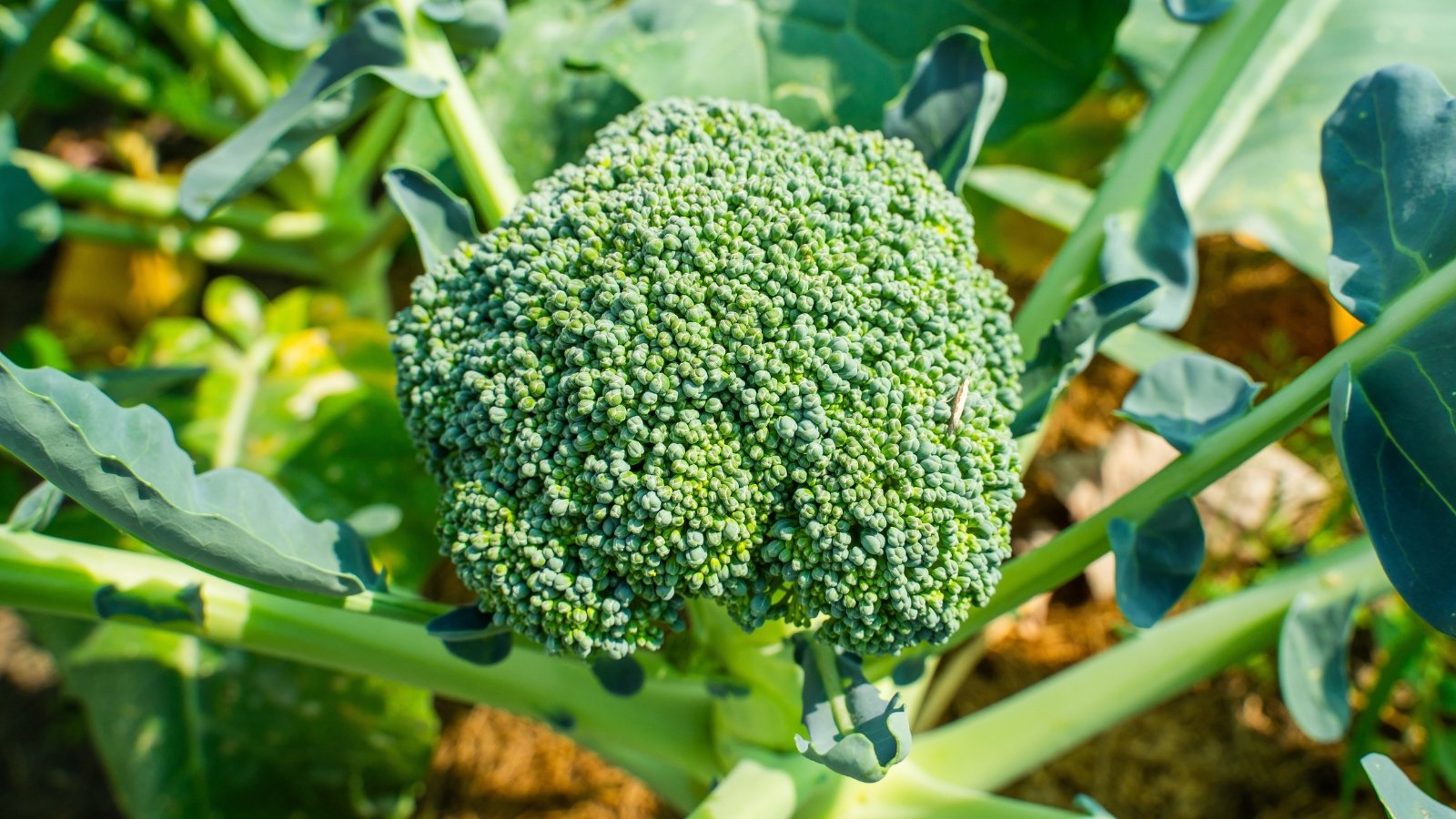 Broad, leathery green leaves radiate from thick stalks, surrounding a tight, knobby green head.