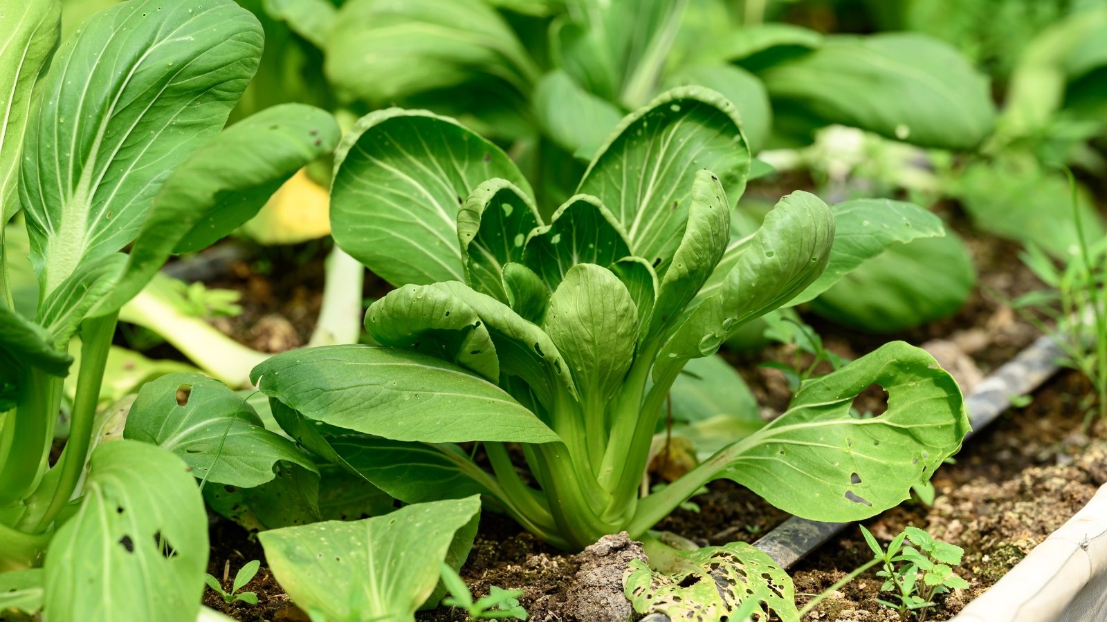 Glossy green, spoon-shaped leaves with thick white midribs form tidy, upright bunches.