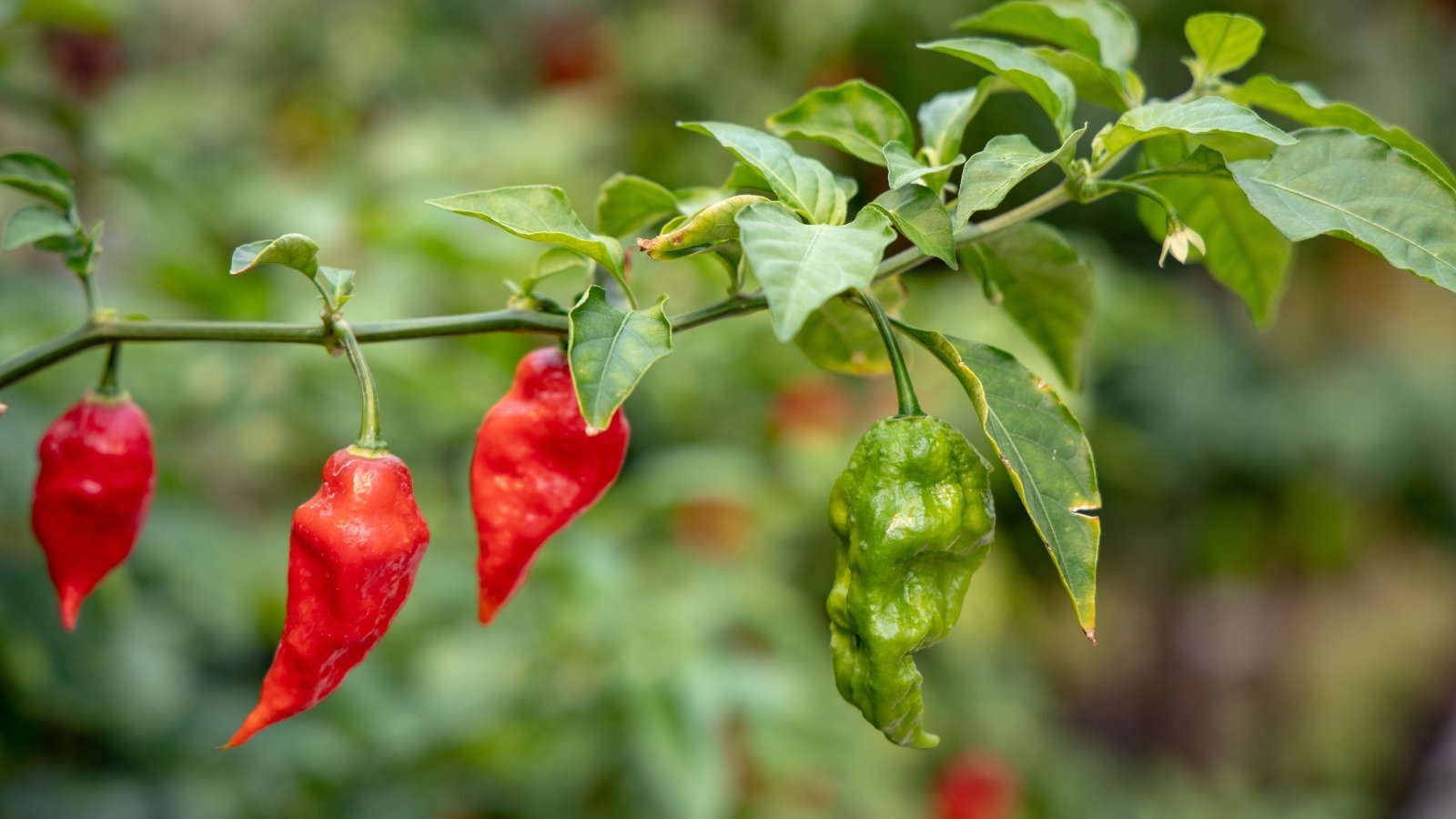Glossy, pointed leaves surround a thin branch heavy with elongated, tapered fruits showing shades of green and red.