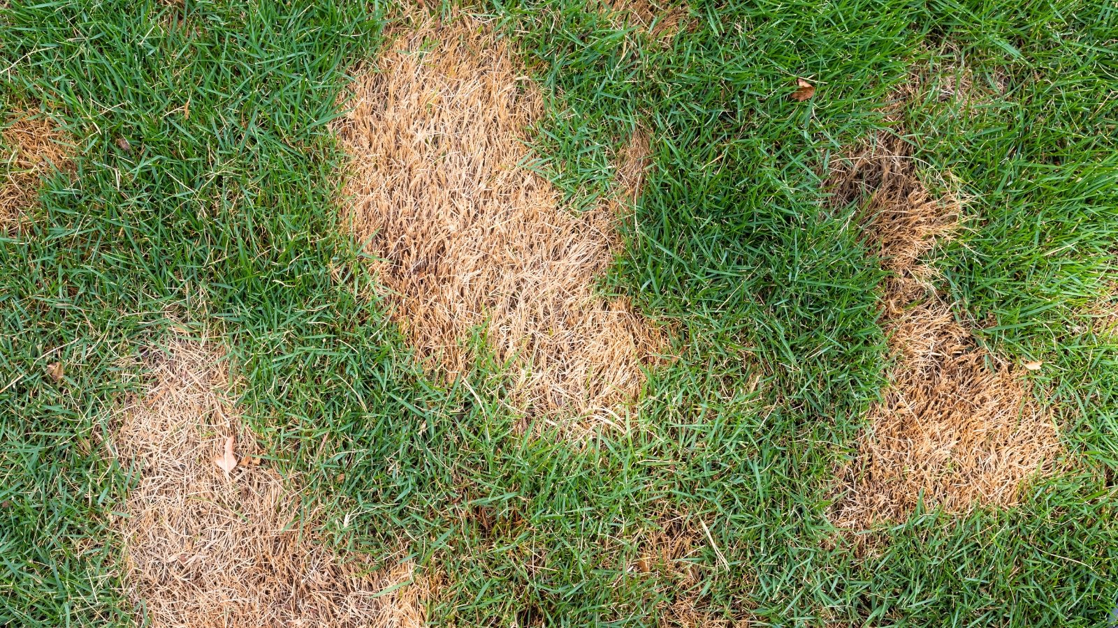 Green lawn with uneven brown spots of dry damaged grass, close-up.