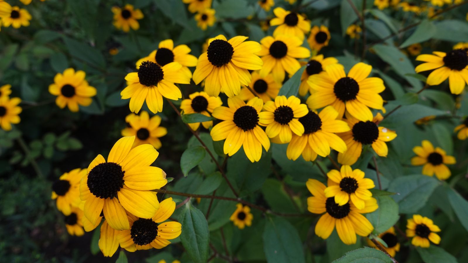An area covered in Brown-eyed susan blooms with bright yellow petals and dark prominent centers