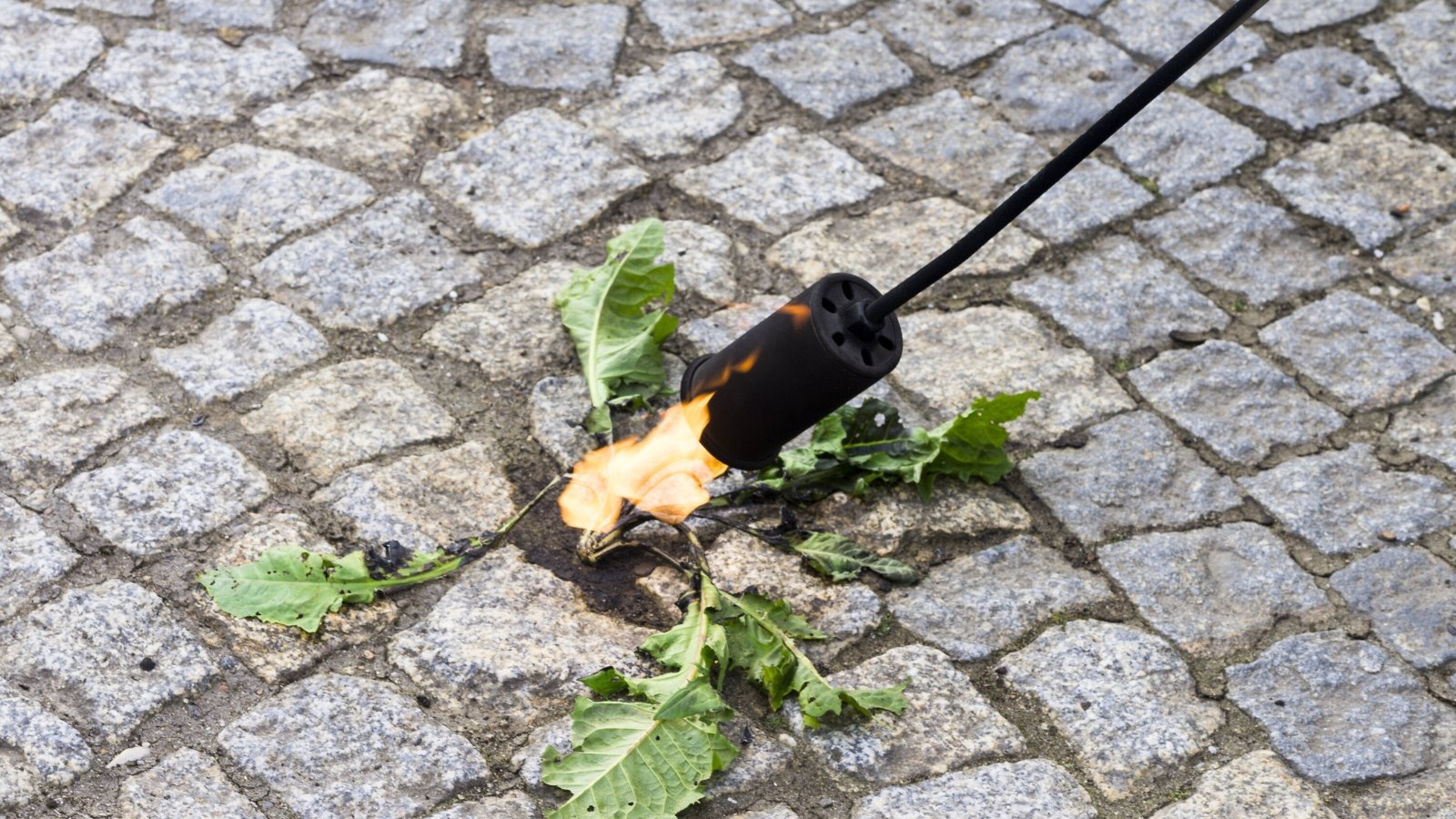 A gardener with a handheld propane torch burns a large weed growing among the cobblestones with flame.