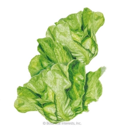 Buttercrunch Butterhead Lettuce Seeds