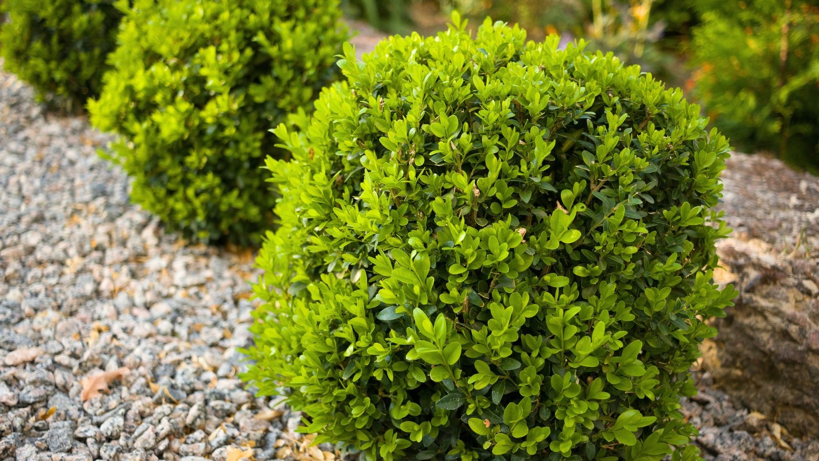 A perfectly spherical, dense green shrub with small, glossy leaves sits on light-colored gravel.