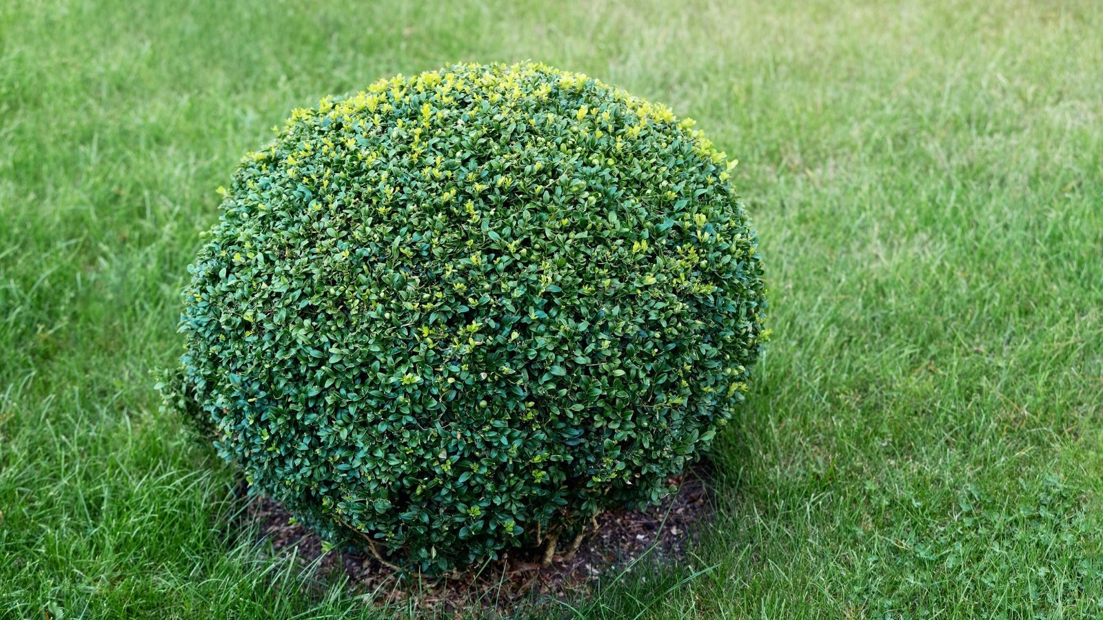 A perfectly trimmed, spherical green bush sits in the center of a grassy area.