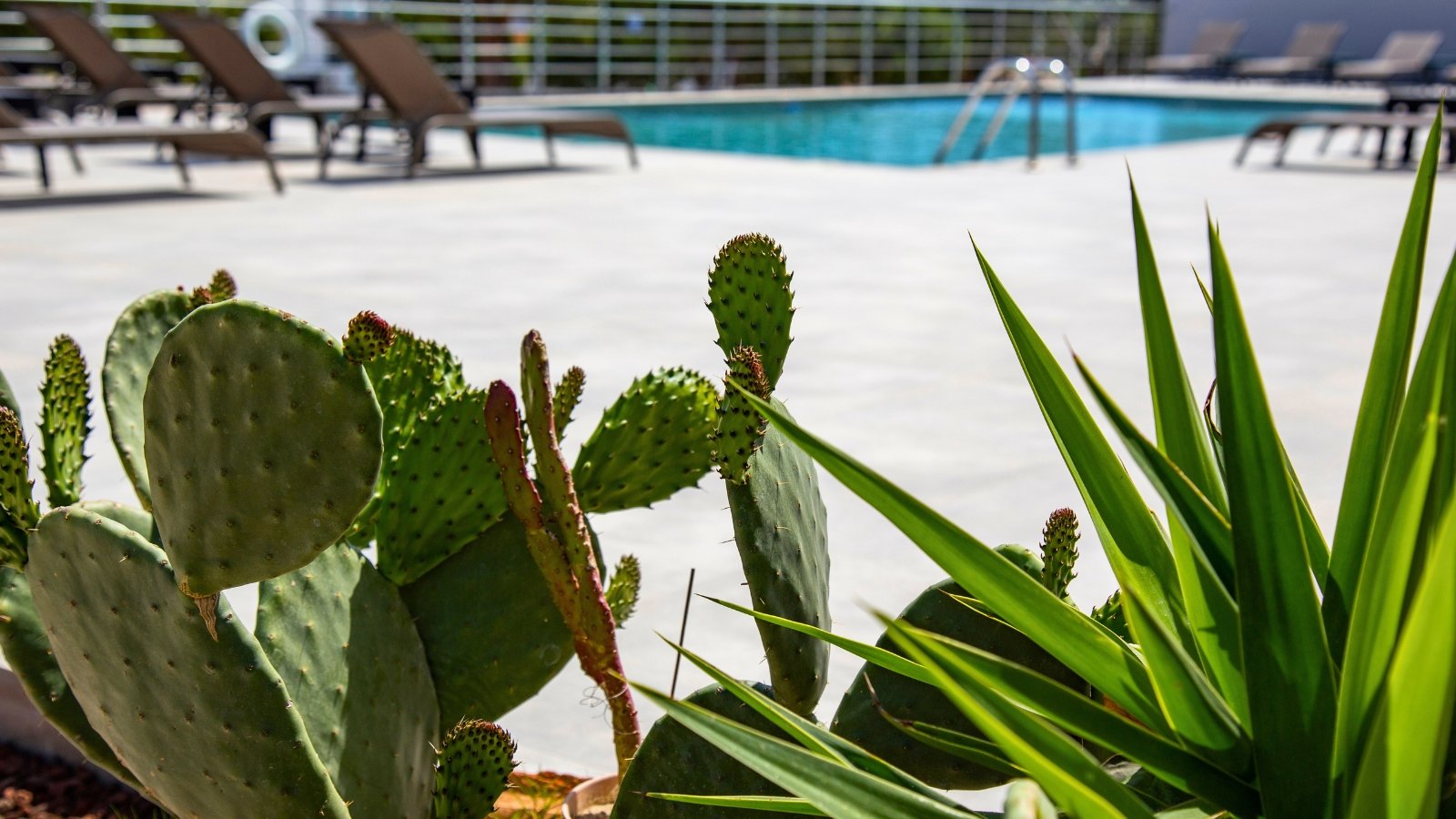 Various flat, paddle-shaped green segments, some with reddish edges and new growth, stand upright alongside spiky green blades.