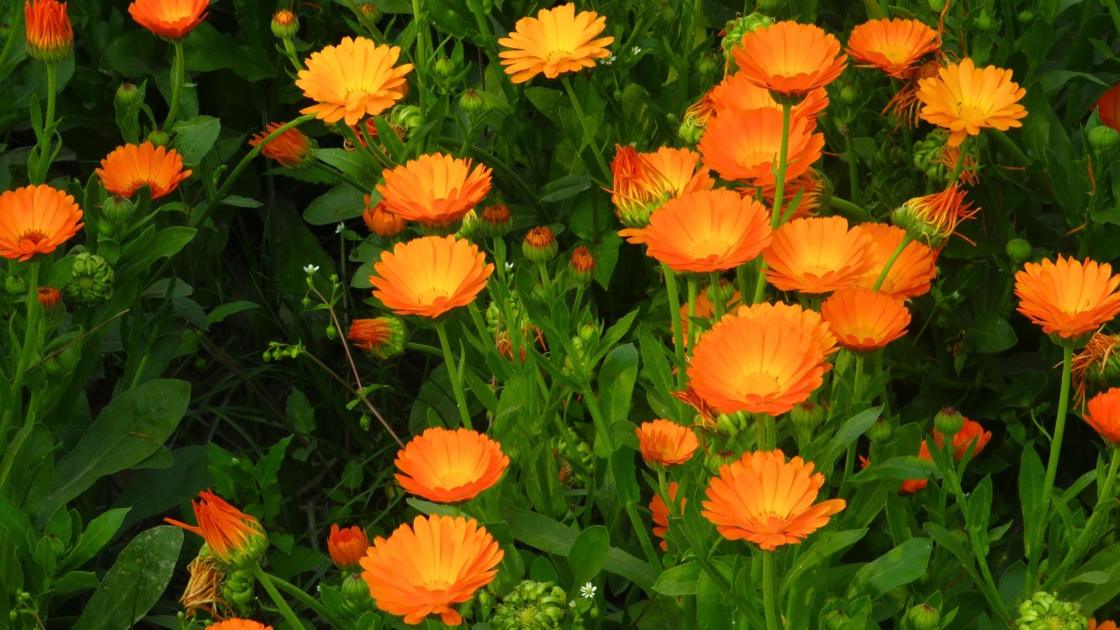 Numerous cheerful orange and yellow disc-shaped flowers with multiple layers of petals are interspersed among green leaves and stems.